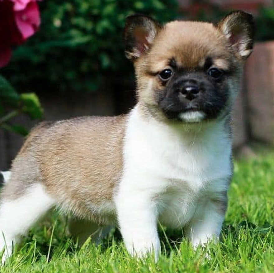 Half corgi hotsell half husky